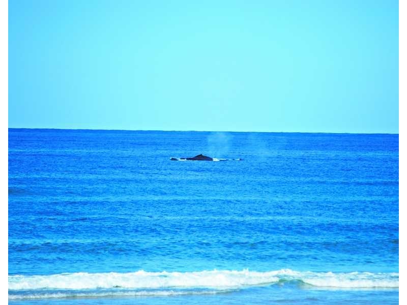 31 Cylinders Drive, Kingscliff NSW 2487