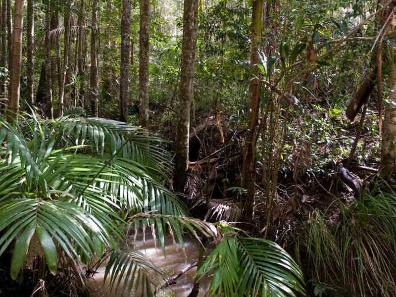 187 Allandale Road, Yandina Creek QLD 4561