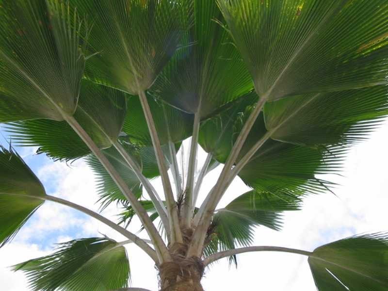 21 Cassia Crescent, Cardwell QLD 4849