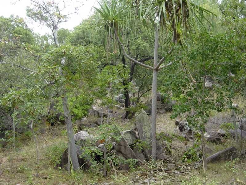 25 Nerita Crescent, Magnetic Island QLD 4819