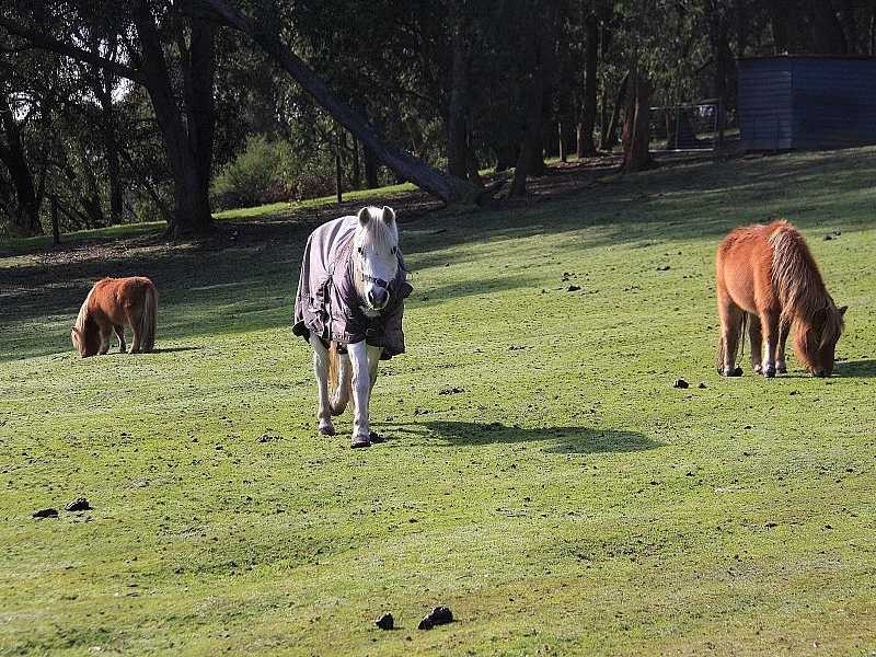 13 Cherry Road, Macclesfield VIC 3782