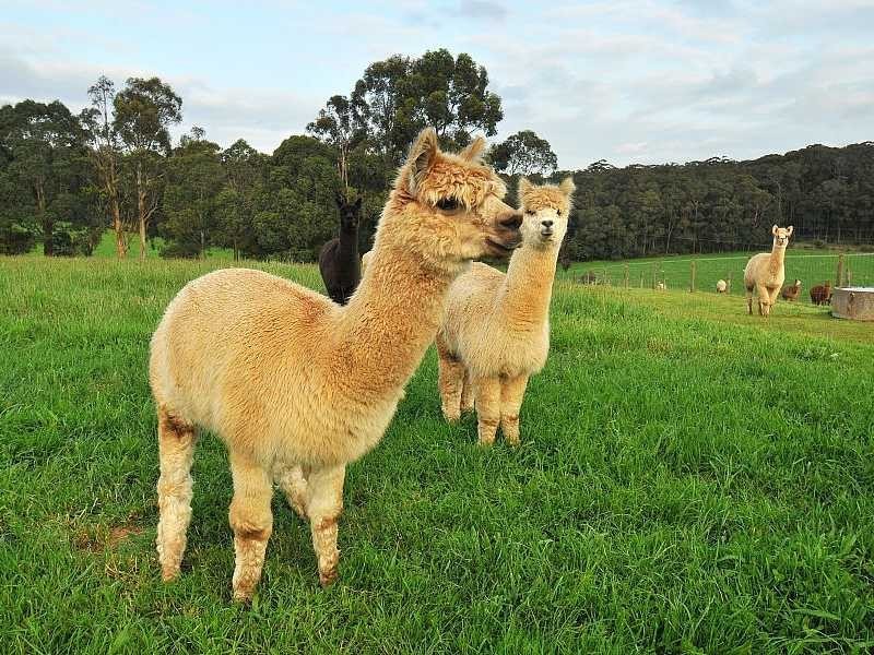 30 Maisey Road, Gembrook VIC 3783