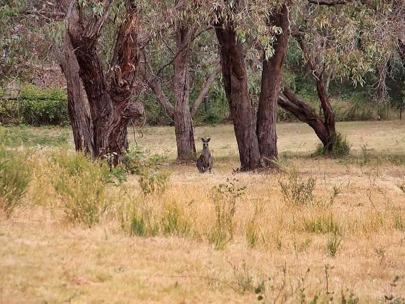 395 Evans Road, Cockatoo VIC 3781