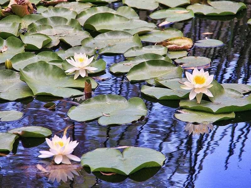 395 Evans Road, Cockatoo VIC 3781