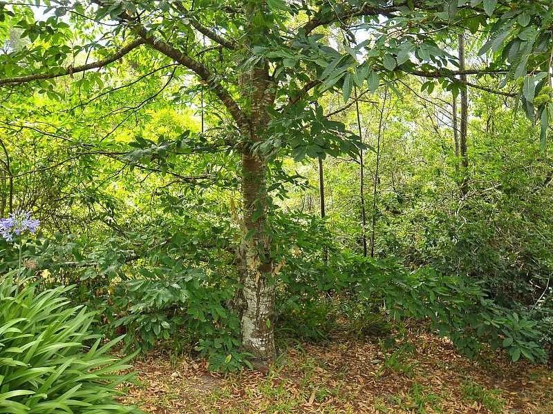 395 Evans Road, Cockatoo VIC 3781