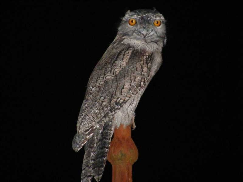 695 Beenak East Road, Gembrook VIC 3783