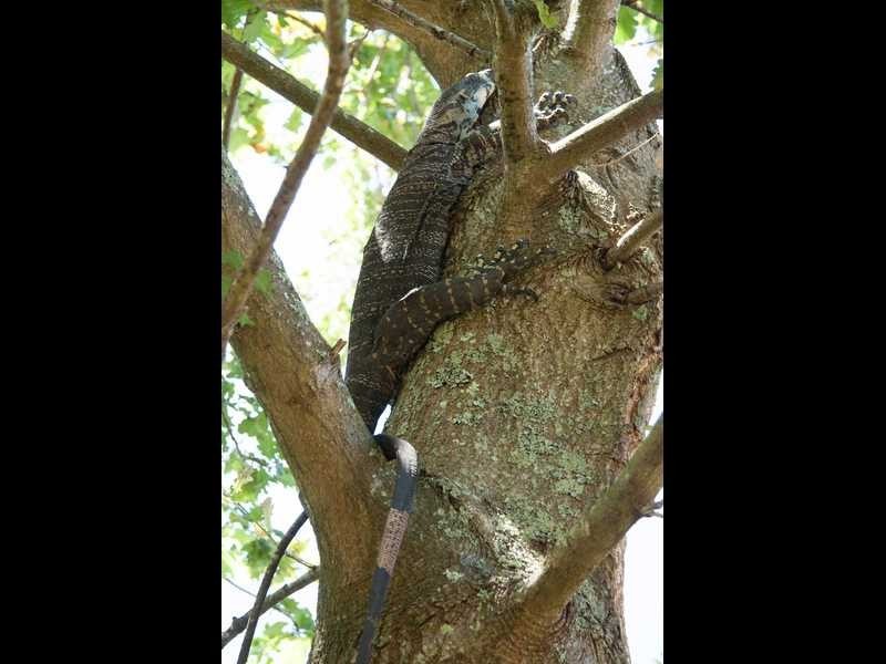 695 Beenak East Road, Gembrook VIC 3783