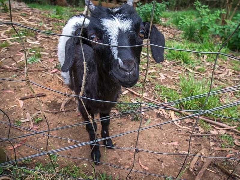 29 Lisheen Road, Cockatoo VIC 3781