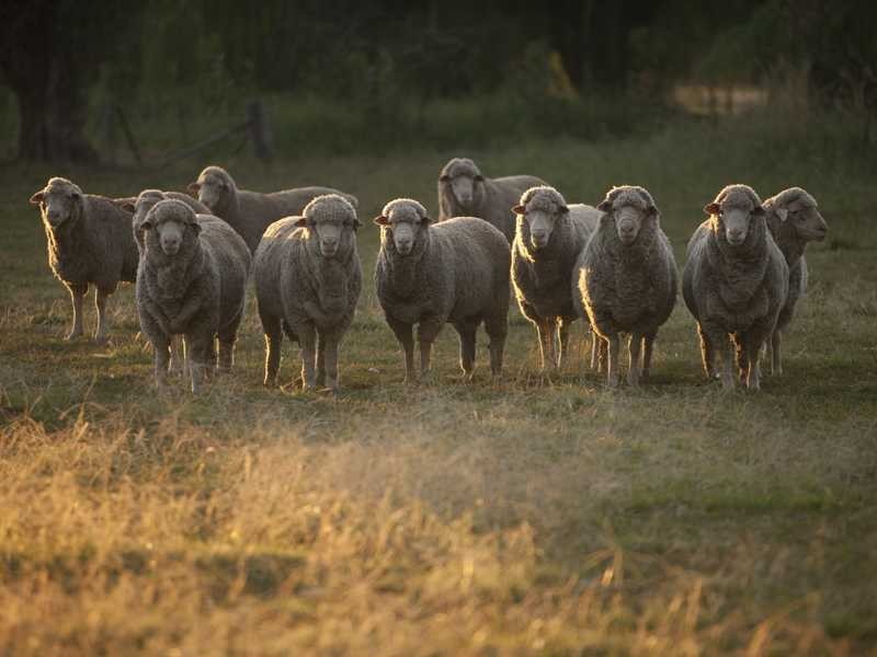 1 Murrumbidgee River Road, Carrathool NSW 2711