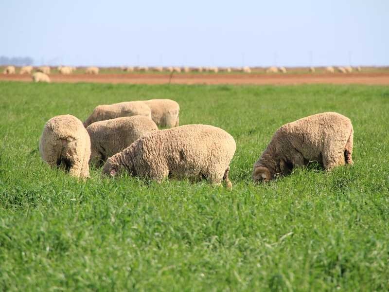 1 Murrumbidgee River Road, Carrathool NSW 2711