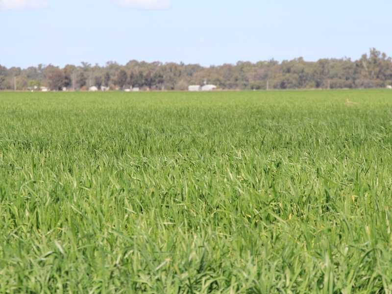 1 Murrumbidgee River Road, Carrathool NSW 2711