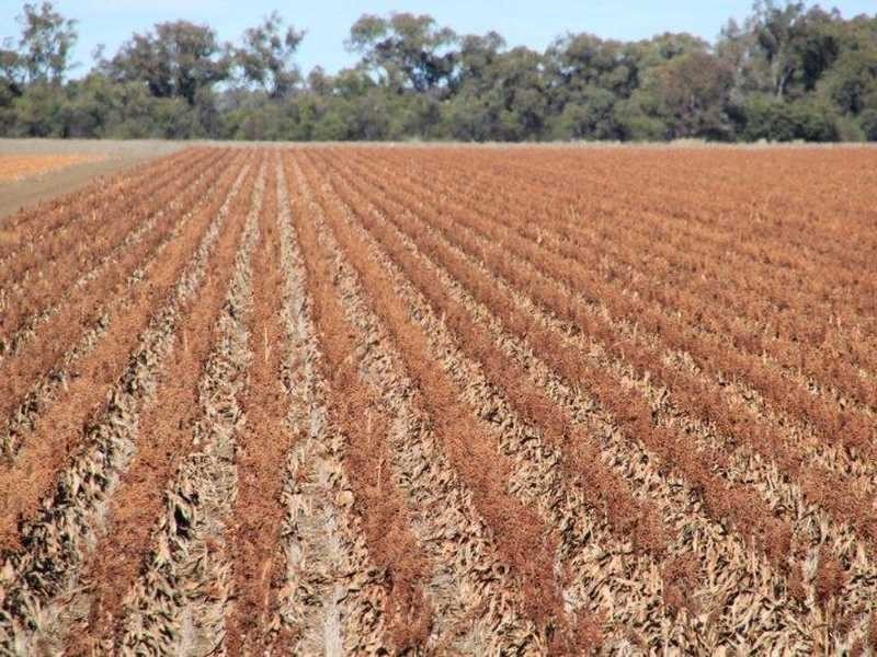 Carnarvon Highway, Garah NSW 2405