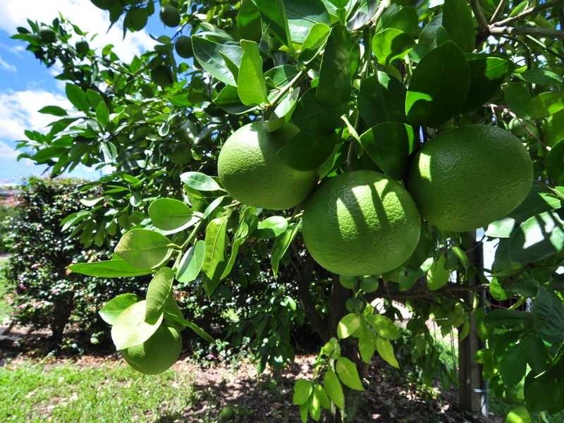 1 Edina Court, Cooloola Cove QLD 4580