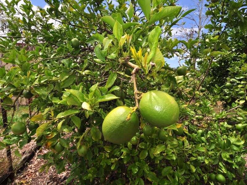 43 Marco Polo Drive, Cooloola Cove QLD 4580