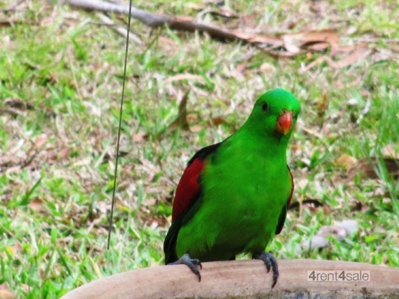 181 Queen Elizabeth Drive, Cooloola Cove QLD 4580