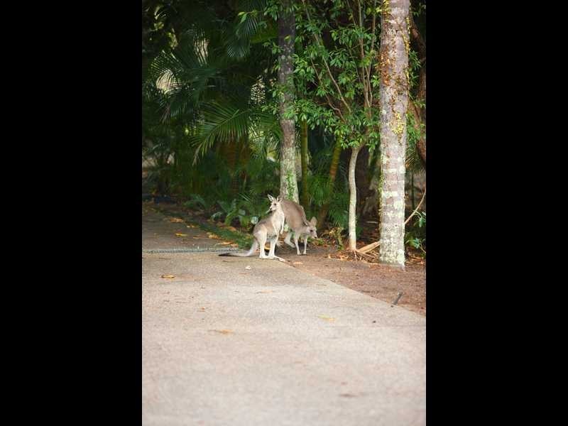 Buderim QLD 4556