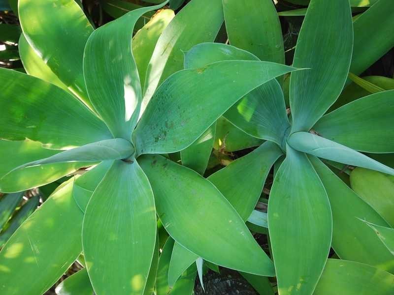 2 Molakai Drive, Mountain Creek QLD 4557