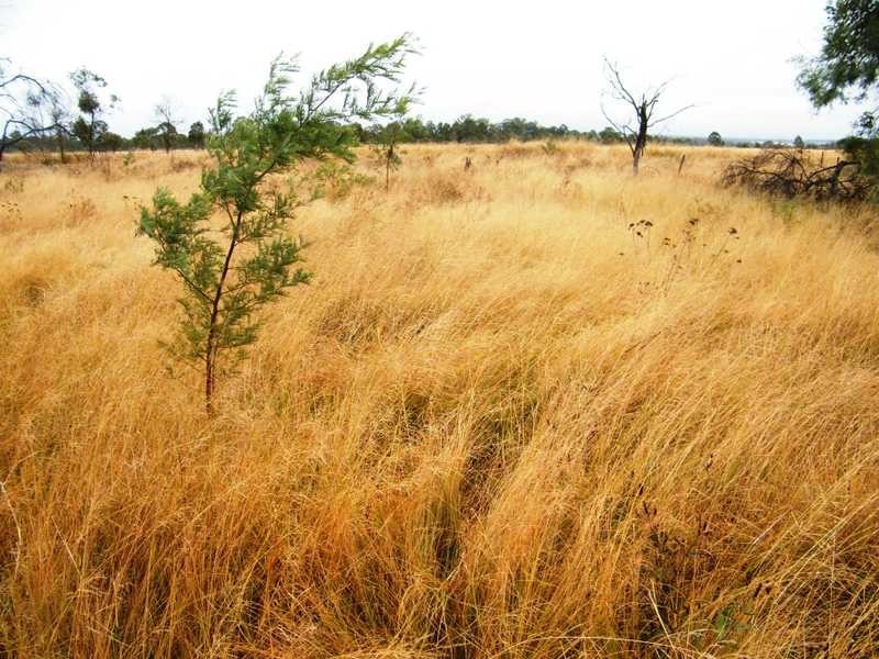 Memerambi QLD 4610