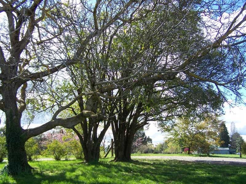 LOT 21-22 Albury Street, Tumbarumba NSW 2653