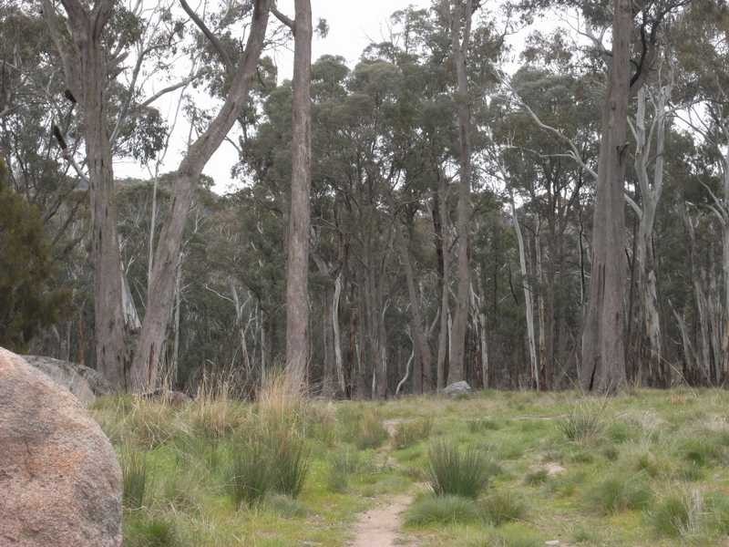 561 Elliott Way, Tumbarumba NSW 2653