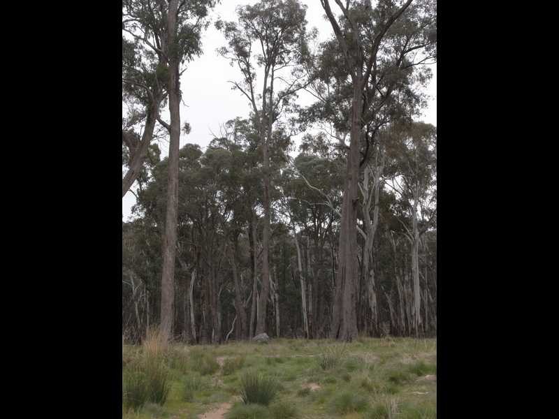 561 Elliott Way, Tumbarumba NSW 2653