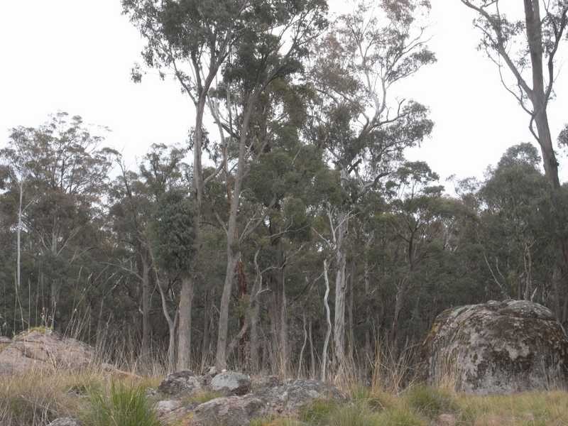 561 Elliott Way, Tumbarumba NSW 2653