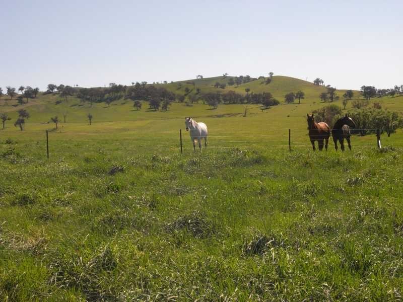 Lot 19 Mannus Creek Road, Tumbarumba NSW 2653