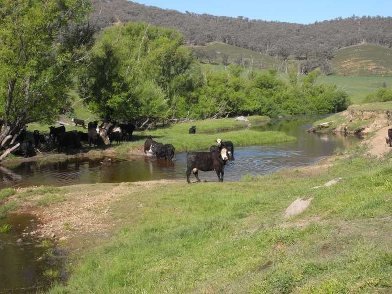 Lot 19 Mannus Creek Road, Tumbarumba NSW 2653