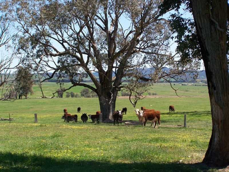 KINKUNA Mt Ikes Road, Tumbarumba NSW 2653