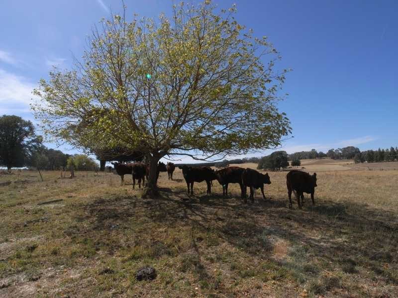 1884 Wagga Road, Tumbarumba NSW 2653