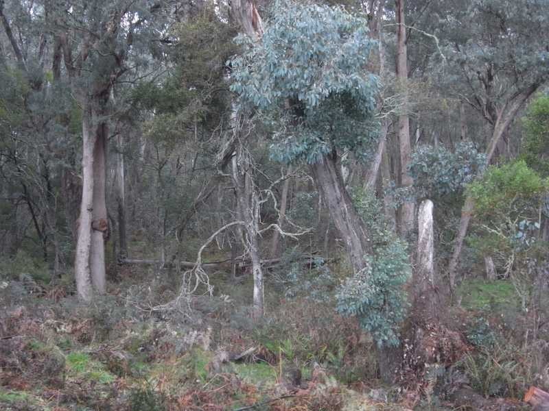 Bullpit 542 Yench’S Rd, Lankeys Creek NSW 2644