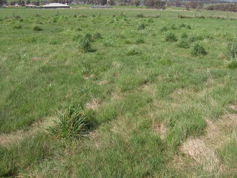 23 Langland Street, Tumbarumba NSW 2653