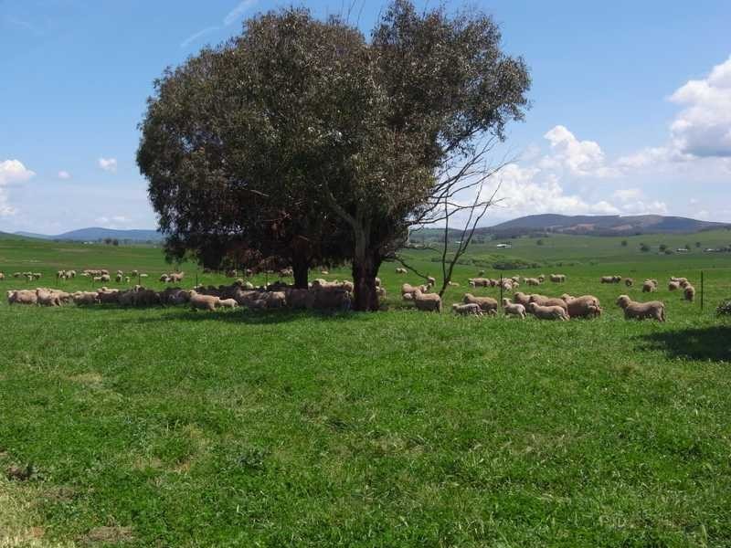 Part of Caringa – Mannus Valley, Tumbarumba NSW 2653