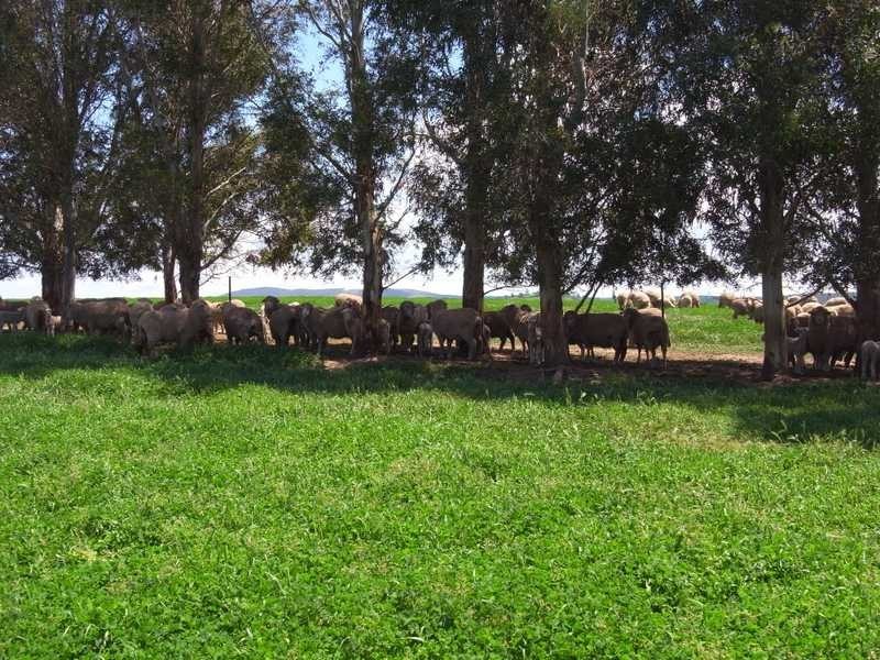 Part of Caringa – Mannus Valley, Tumbarumba NSW 2653
