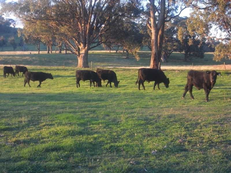Lot 4/1942 Tooma Rd, Tumbarumba NSW 2653