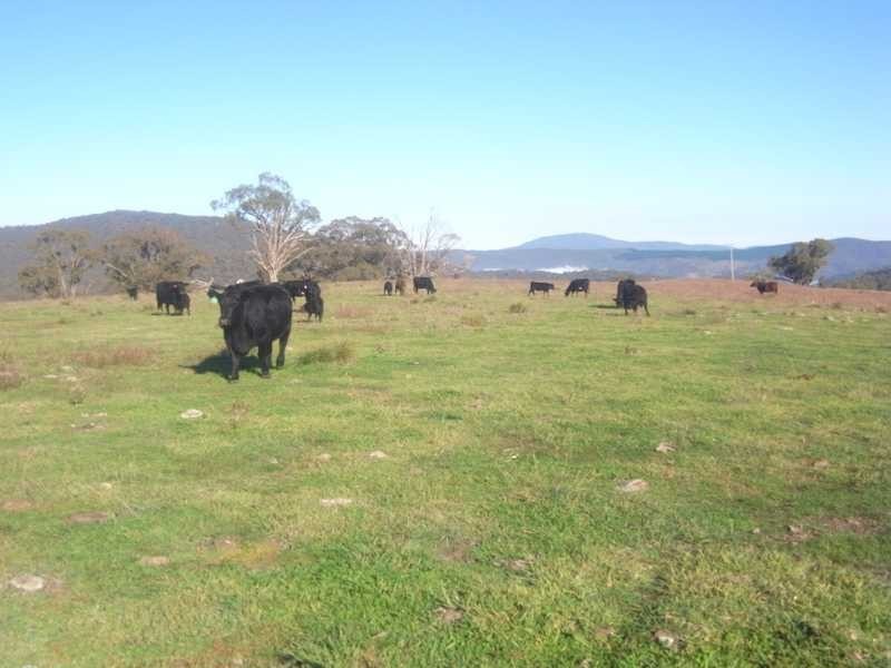 Lot 5 Padd’y River Rural Estate Tooma Rd, Tumbarumba NSW 2653