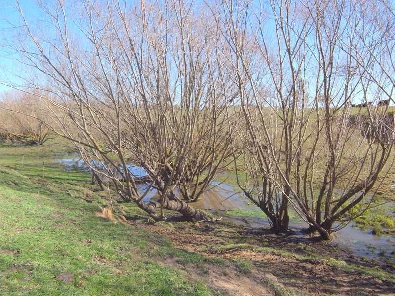 Yallambee Mannus Flat Road, Tumbarumba NSW 2653