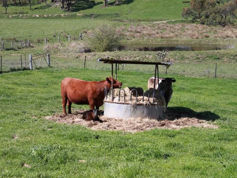 470 Batlow Road, Tumbarumba NSW 2653