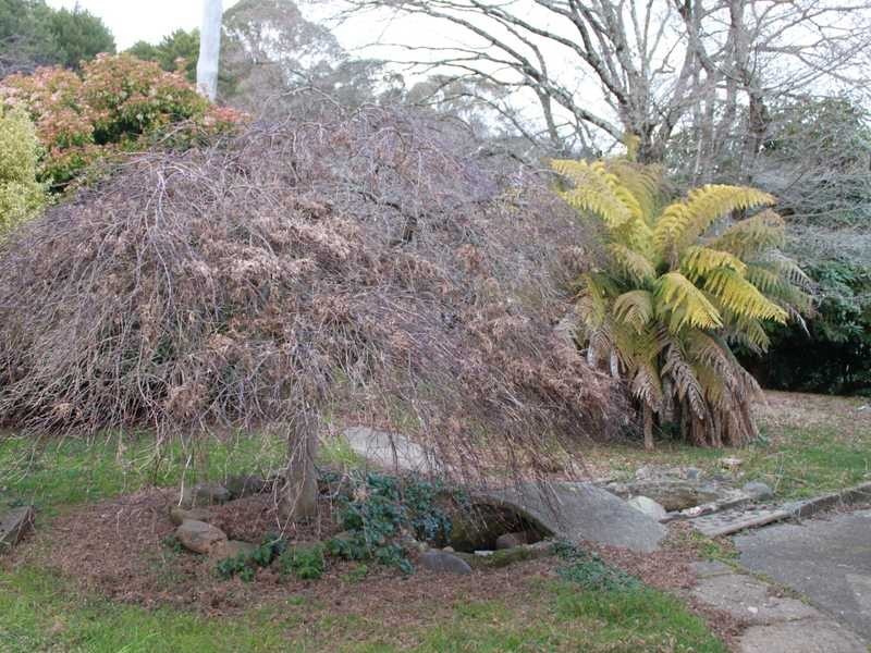 2245 Batlow Road, Tumbarumba NSW 2653