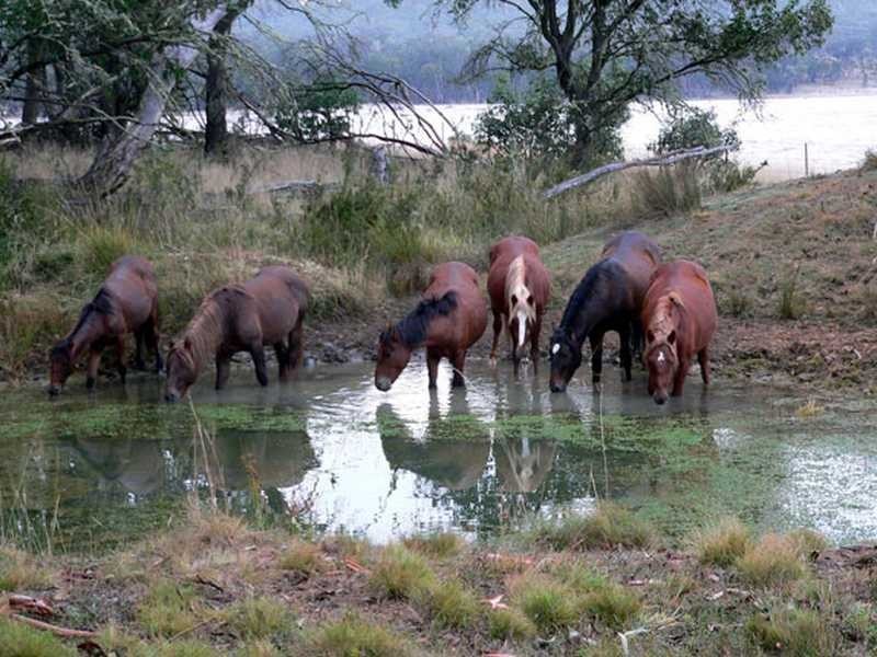 230 Bradley’s Drive, Tumbarumba NSW 2653