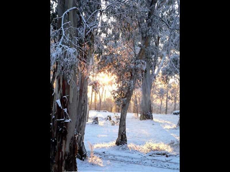 230 Bradley’s Drive, Tumbarumba NSW 2653