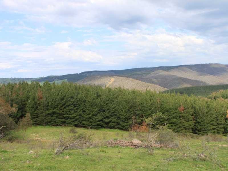 Lot 6 DP1130205 Jingellic Road, Tumbarumba NSW 2653