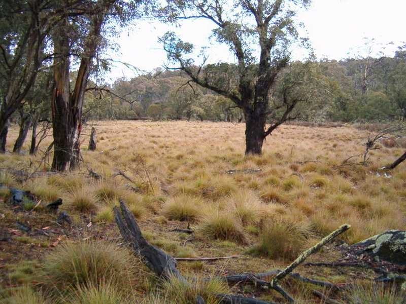 Lot 1 East Bago Powerline Road, Tumbarumba NSW 2653