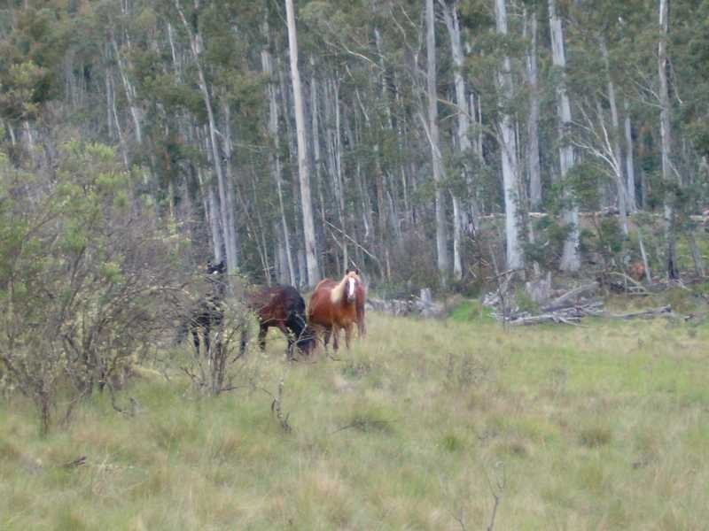 Lot 1 East Bago Powerline Road, Tumbarumba NSW 2653