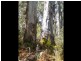 Lot 1 East Bago Powerline Road, Tumbarumba NSW 2653