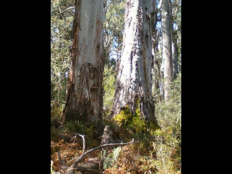 Lot 1 East Bago Powerline Road, Tumbarumba NSW 2653