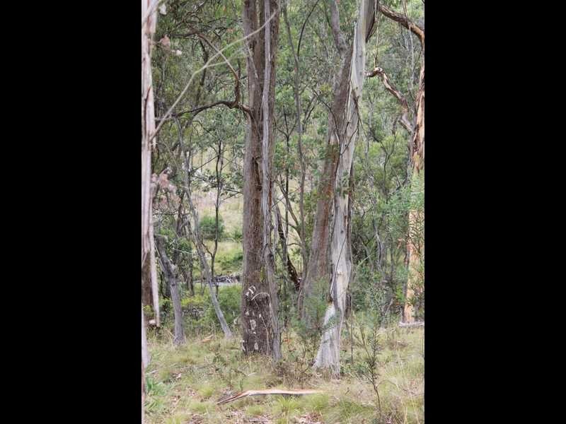 Lot 8 DP755852 Tooma Road, Tumbarumba NSW 2653
