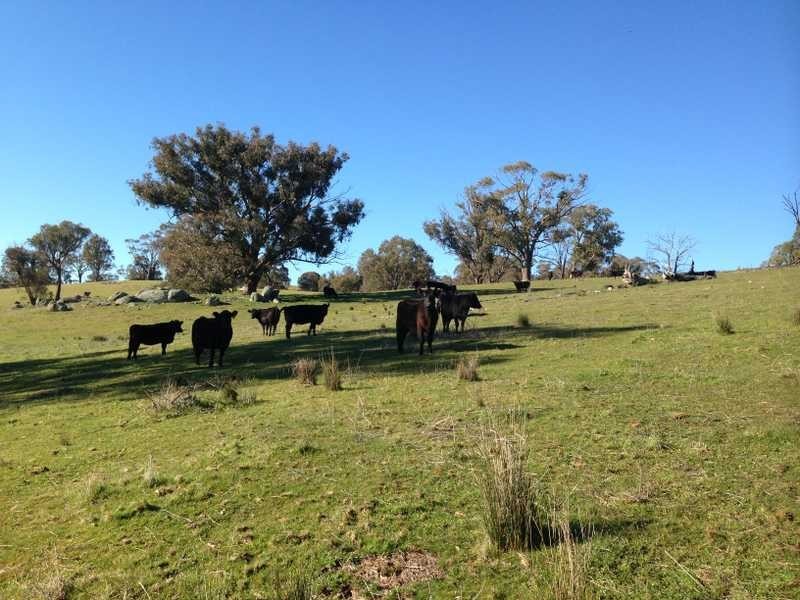 Lot 3 Tooma Road, Tumbarumba NSW 2653