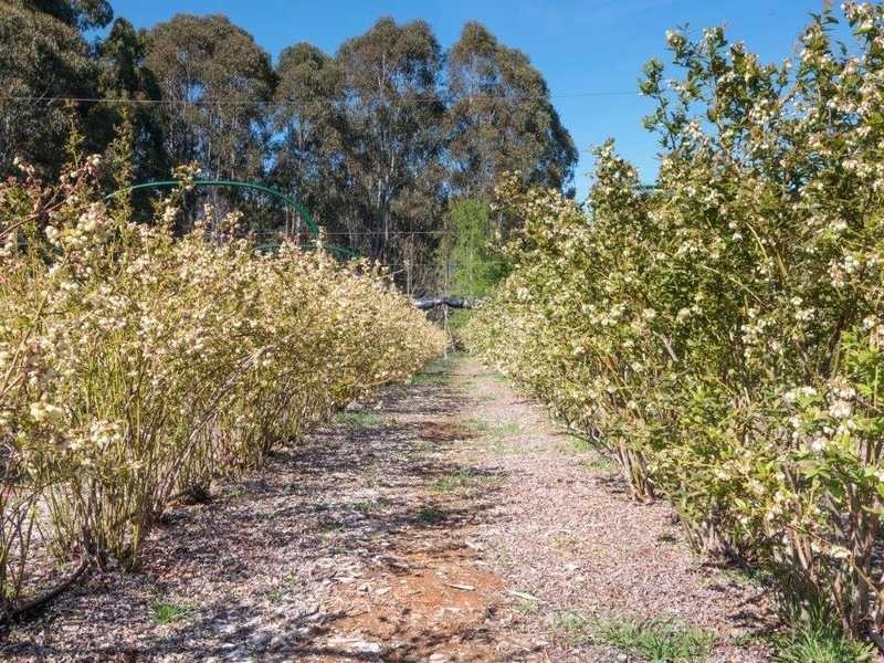 2150 Batlow Road, Laurel Hill NSW 2649