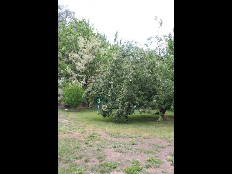 19 William Street, Tumbarumba NSW 2653